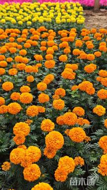 高度20厘米万寿菊