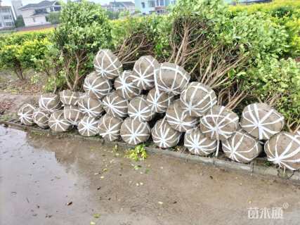 冠幅150厘米金森女贞球