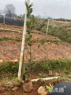 高度30厘米油茶