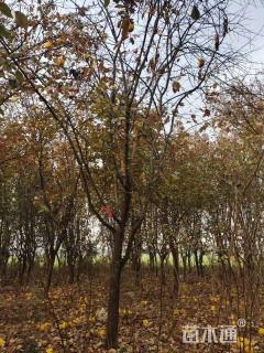 14公分木瓜海棠