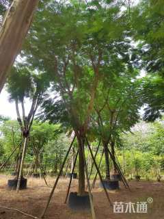 36公分凤凰木