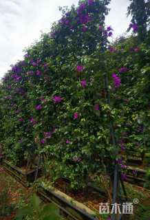 高度300厘米三角梅