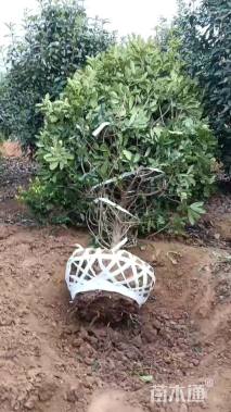 高度250厘米中华石楠