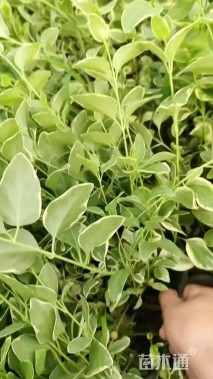 高度40厘米花叶蔓长春