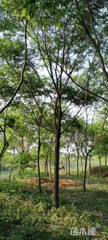 18公分朴树