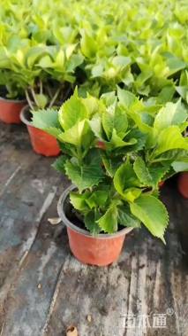 高度25厘米绣球