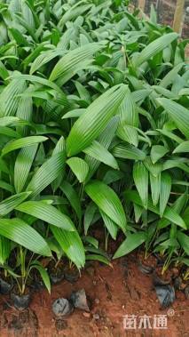 裸干高15厘米蒲葵