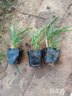 高度30厘米拂子茅