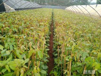 150厘米油麻藤