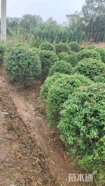 冠幅120厘米火棘球