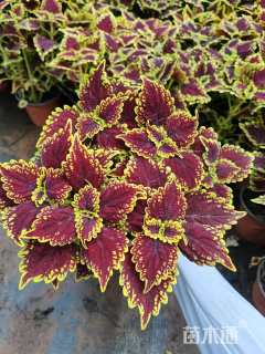 高度25厘米彩叶草