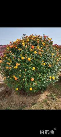 冠幅150厘米月季花球