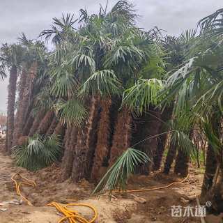 裸干高60厘米棕榈