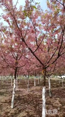 10公分红粉佳人樱