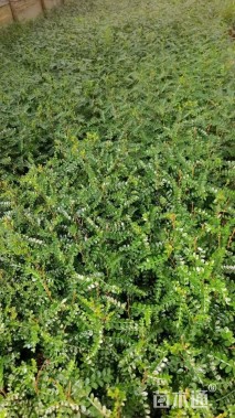 高度30厘米胡椒木