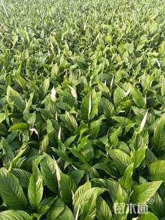 高度40厘米白掌