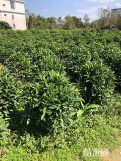 高度80厘米非洲茉莉球