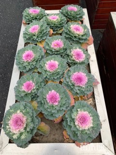 高度15厘米羽衣甘蓝