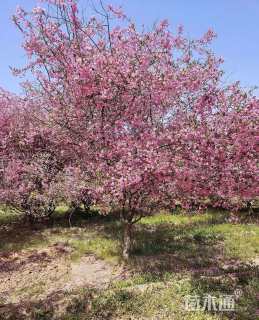 12公分垂丝海棠
