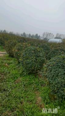 高度40厘米月季