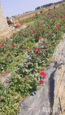 高度35厘米月季小苗