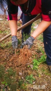 高度18厘米曼地亚红豆杉
