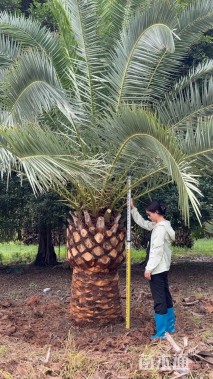 裸干高40厘米海枣