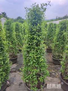 高度150厘米蓝雪花