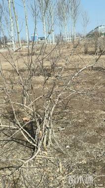 高度200厘米欧洲荚蒾