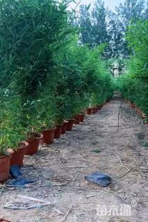 0.2公分青竹复叶槭