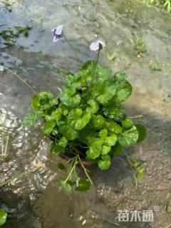 高度10厘米熊猫堇