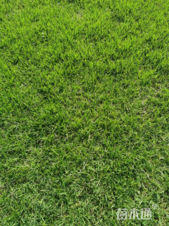 草块状马尼拉草