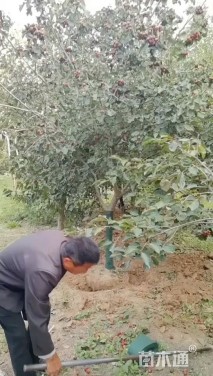 9公分山楂树