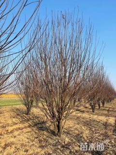 高度300厘米丛生紫叶李