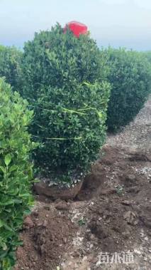 冠幅150厘米大叶黄杨球