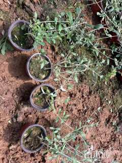 高度30厘米灌从石蚕