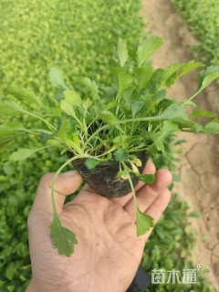 高度7厘米大滨菊