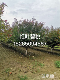 8公分红叶碧桃