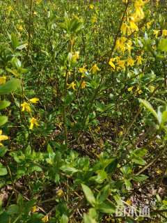 高度60厘米连翘小苗