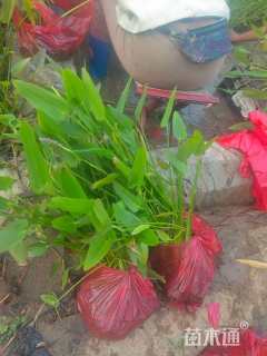 高度20厘米梭鱼草