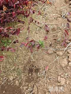 50厘米小叶扶芳藤