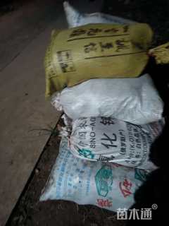 高度20厘米麦冬