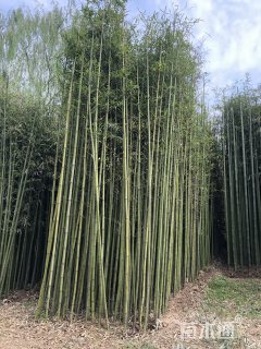 刚竹