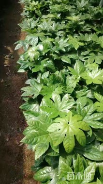 高度30厘米八角金盘