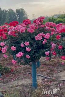 高度140厘米月季