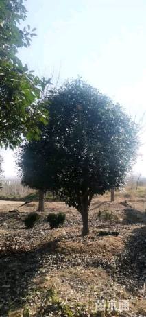 12公分红叶石楠