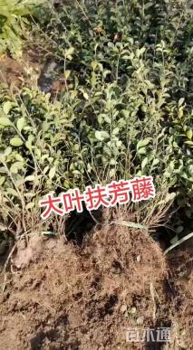 70厘米扶芳藤