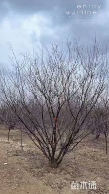 高度120厘米丛生榆叶梅