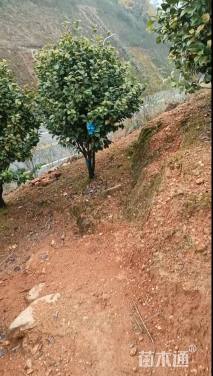 高度200厘米茶花