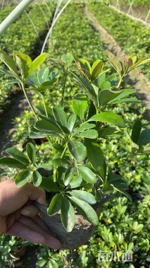 高度40厘米鸭脚木